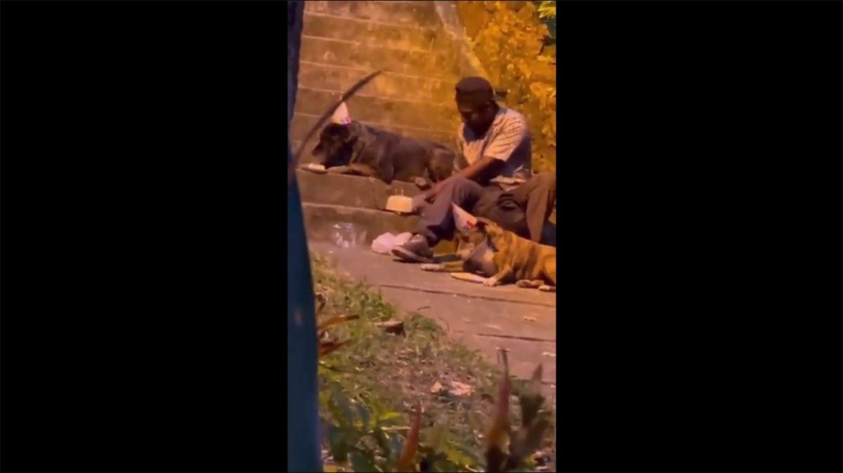 Con pastel y velas, habitante de calle celebra el cumpleaños de sus perritos Bucaramanga hoy está en el foco mediático por un conmovedor video que protagoniza un habitante de calle, apodado como "Choco", quien les celebra el cumpleaños a sus dos perritos.