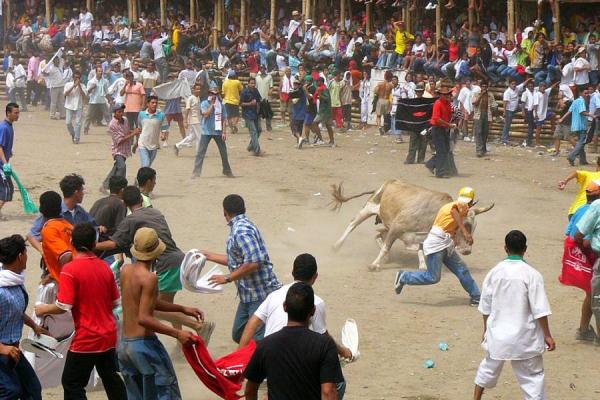 En Corralejas de Caucasia se denuncia maltrato animal 1 En Corralejas de Caucasia se denuncia maltrato animal En el municipio de Caucasia este fin de semana se llevaron a cabo las tradicionales Corralejas, donde se evidenció, a través de diferentes videos que circulan en las redes sociales, el maltrato al que fueron sometidos los toros y caballos en medio de la celebración.