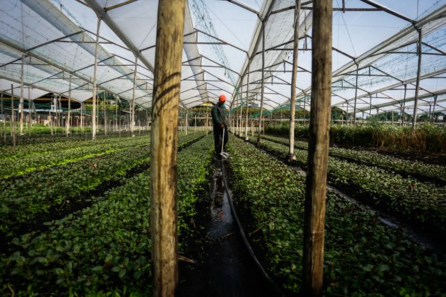 Colombia espera exportar 650 millones de flores para san Valentín 7 Colombia espera exportar 650 millones de flores para san Valentín Aunque los temas logísticos y de transporte siguen siendo una preocupación para los floricultores, la Asociación Colombiana de Exportadores de Flores (Asocolflores) espera comercializar en el exterior cerca de 650 millones de tallos para la temporada de San Valentín.
