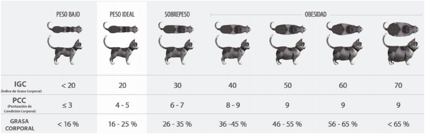 Mucho cuidado con los kilitos de más de su mascota Las mascotas hoy en día son consideradas como un miembro más de la familia en los hogares colombianos, pero muchos dueños de los animales no se dan cuenta que su peludo sufre de sobrepeso, y que esto implica un riesgo para su salud.