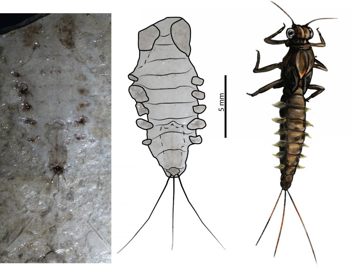 Descubren insectos de 100 millones de años de antigüedad cerca a Bogotá  Paleontólogos de la Facultad de Ciencias Naturales de la Universidad del Rosario descubrieron los restos fosilizados de dos insectos de agua dulce en una cantera en el municipio de La Calera, cerca de Bogotá.