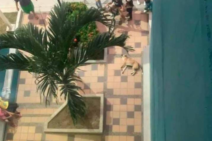Infame: botó al perro del sexto piso porque perdió Colombia 1 Infame: botó al perro del sexto piso porque perdió Colombia Un perro murió en la noche de este viernes tras ser lanzado desde un piso alto, luego de que la Selección Colombia perdió el partido ante Perú. El aberrante hecho ocurrió en el barrio La Carolina, en el conjunto residencial El Club.