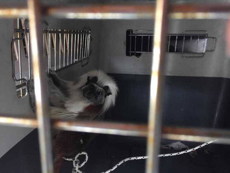 La Secretaría de Ambiente logró recuperar más de 12.000 animales silvestres en 2021 Durante el año 2021, la Secretaría de Ambiente de Bogotá logró recuperar e incautar más de 12.000 animales silvestres en la capital del país. “En Bogotá seguimos combatiendo el tráfico de fauna. Durante el 2021 logramos recuperar 12.468 especímenes de vida silvestre, vivos o muerto, pero lo más importante es que logramos liberar más de 5 mil en distintos ecosistemas. Nuestra vida silvestre siempre está mejor #LibreYEnCasa”, aseguró la secretaria de Ambiente, Carolina Urrutia.