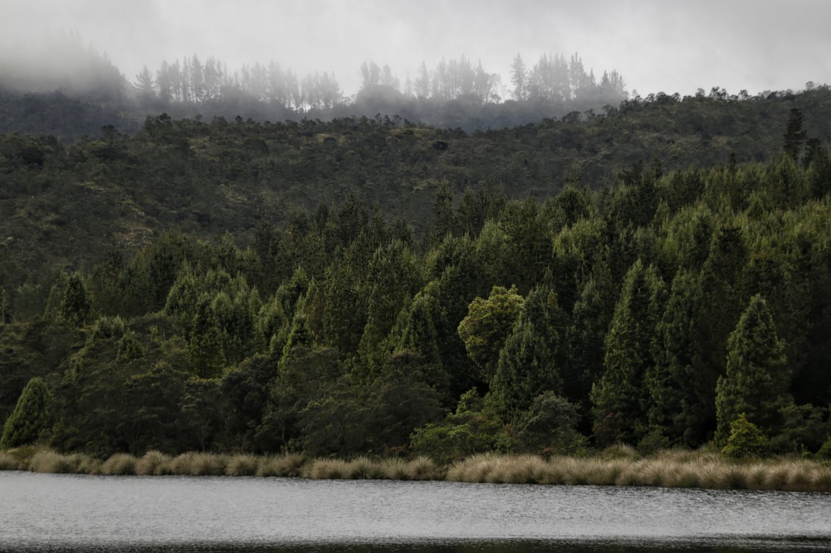 Bogotá completó 200 hectáreas protegidas La ciudad de Bogotá completó 200 hectáreas protegidas mediante la modalidad de pago por servicios ambientales. Este miércoles la Administración Distrital firmó dos nuevos incentivos a la conservación ambiental en la localidad de Usme, en el sur de la ciudad.