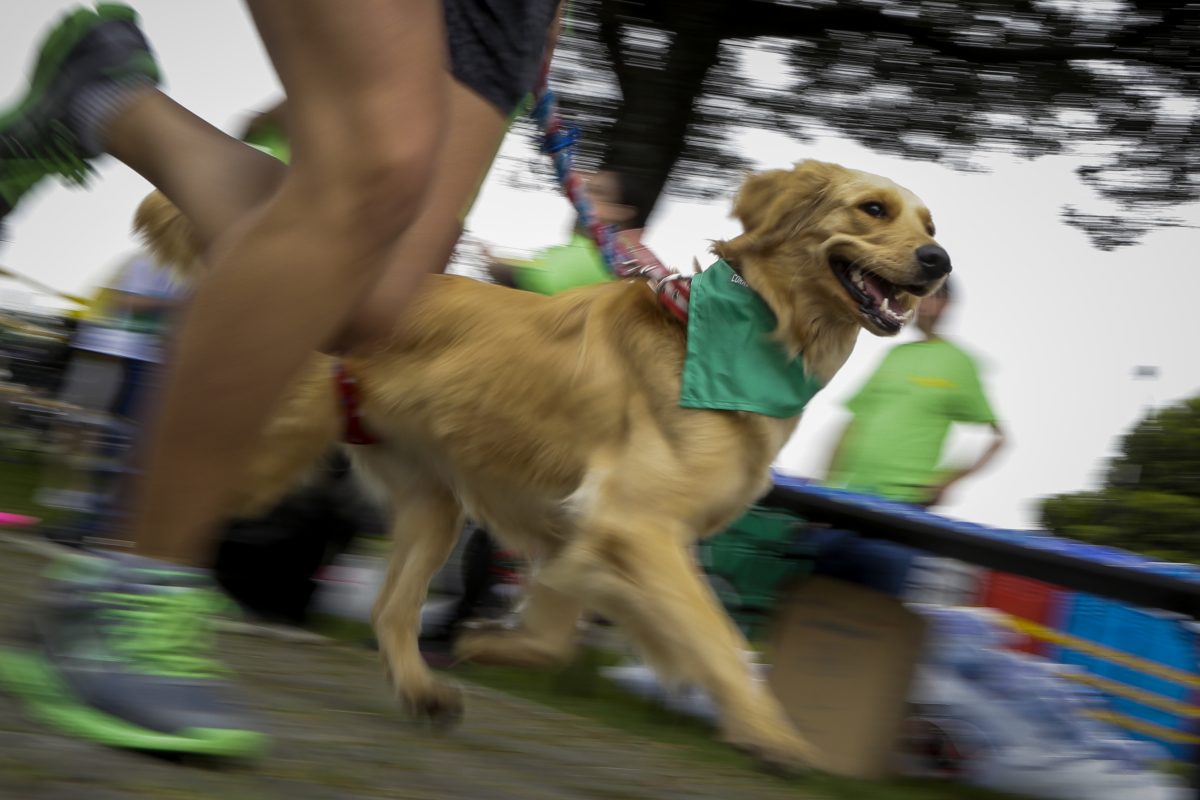 Las 5 señales para descubrir si su perro lo quiere 2 Las 5 señales para descubrir si su perro lo quiere El perro es una compañía incondicional que sirve de protector, compañía, consuelo, e incluso hasta de ayuda tanto terapéutica y psicológica. Hoy en día las tiernas mascotas son un ser más de la familia, con celebraciones de cumpleaños, fotos, ropa, seguro médico, variedad de comida, entre otras costumbres que antes eran exclusivas de los humanos, y que hoy las gozan nuestros peludos de cuatro patas.