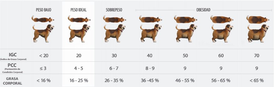 Mucho cuidado con los kilitos de más de su mascota Las mascotas hoy en día son consideradas como un miembro más de la familia en los hogares colombianos, pero muchos dueños de los animales no se dan cuenta que su peludo sufre de sobrepeso, y que esto implica un riesgo para su salud.
