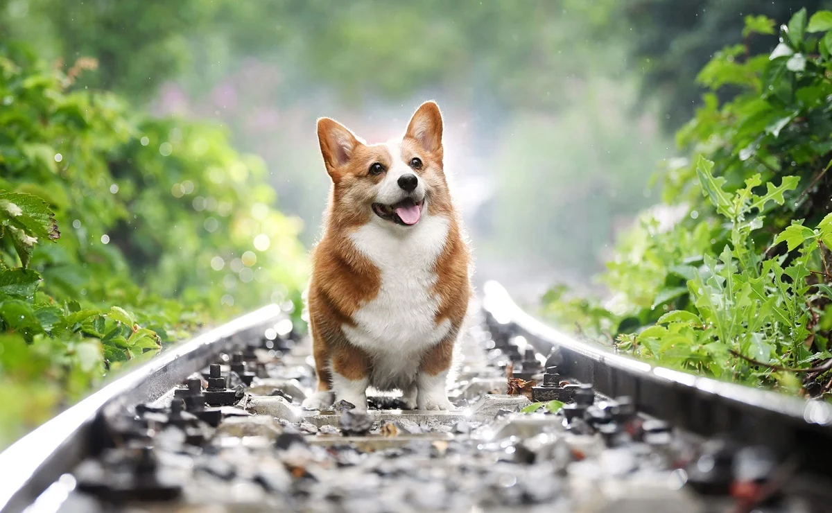 Las 5 señales para descubrir si su perro lo quiere 4 Las 5 señales para descubrir si su perro lo quiere El perro es una compañía incondicional que sirve de protector, compañía, consuelo, e incluso hasta de ayuda tanto terapéutica y psicológica. Hoy en día las tiernas mascotas son un ser más de la familia, con celebraciones de cumpleaños, fotos, ropa, seguro médico, variedad de comida, entre otras costumbres que antes eran exclusivas de los humanos, y que hoy las gozan nuestros peludos de cuatro patas.