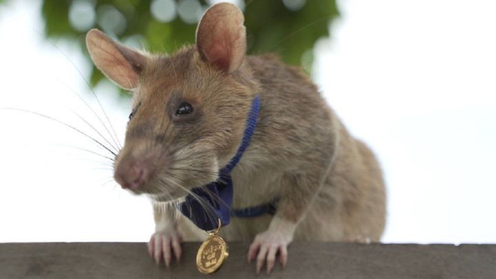 Murió la rata de Camboya que salvaba vidas al detectar minas Una rata detectora de minas condecorada por su valentía en&nbsp;Camboya,&nbsp;ya que se encargaba de salvar vidas, murió. Así lo anunció la ONG que la adiestró. Magawa, la rata africana gigante originaria de Tanzania, ayudó a limpiar cerca de 225.000 m2 de tierra, equivalentes a 42 campos de fútbol, durante sus cinco años de carrera.&nbsp;