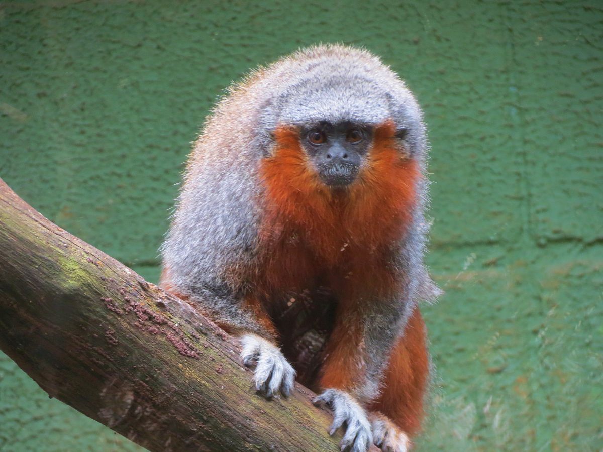 Siete especies de primates de Latinoamérica entre las 25 más amenazadas del mundo Siete especies de primates de América Latina que habitan en Argentina, Brasil, Ecuador, Perú y una que se extiende desde México hasta Colombia, están entre las más amenazadas del mundo, según una organización de expertos internacionales. 