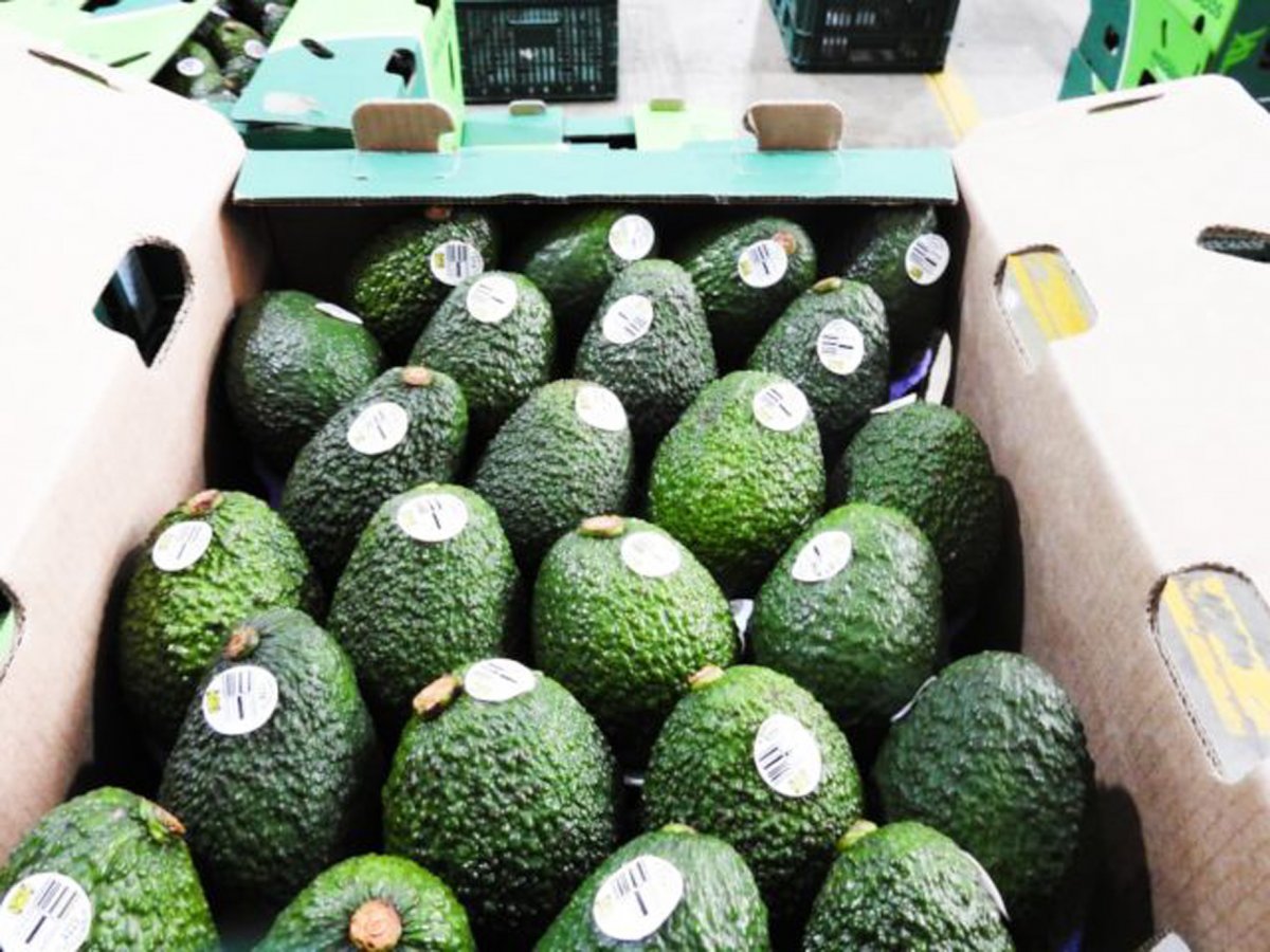 El aguacate Hass colombiano será el protagonista del Súper Bowl 1 El aguacate Hass colombiano será el protagonista del Súper Bowl El paladar de los estadounidenses podrá disfrutar del sabor del aguacate Hass colombiano este domingo cuando se realice el Súper Bowl, la actividad deportiva de mayor atracción de este país.