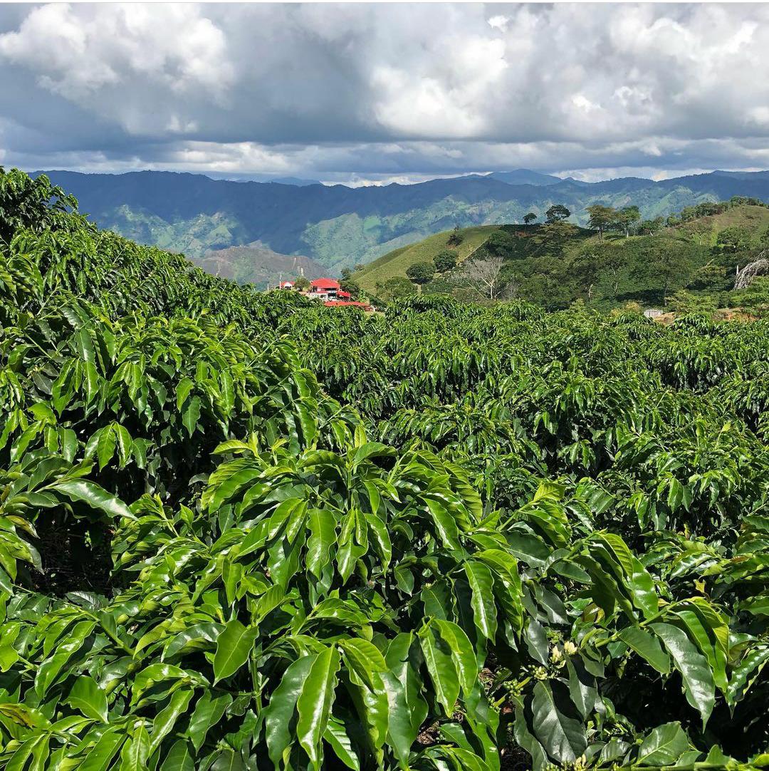 El café, impulsor del cambio del sur del Tolima En medio de ese ambiente turbio hubo una buena noticia que, para muchos, abrió un sendero de cambio: Edith Enciso, de la finca La Isla del corregimiento de Gaitania de Planadas, ganó la ‘Taza de la Excelencia’ y el reconocimiento de producir uno de los mejores cafés especiales de Colombia.