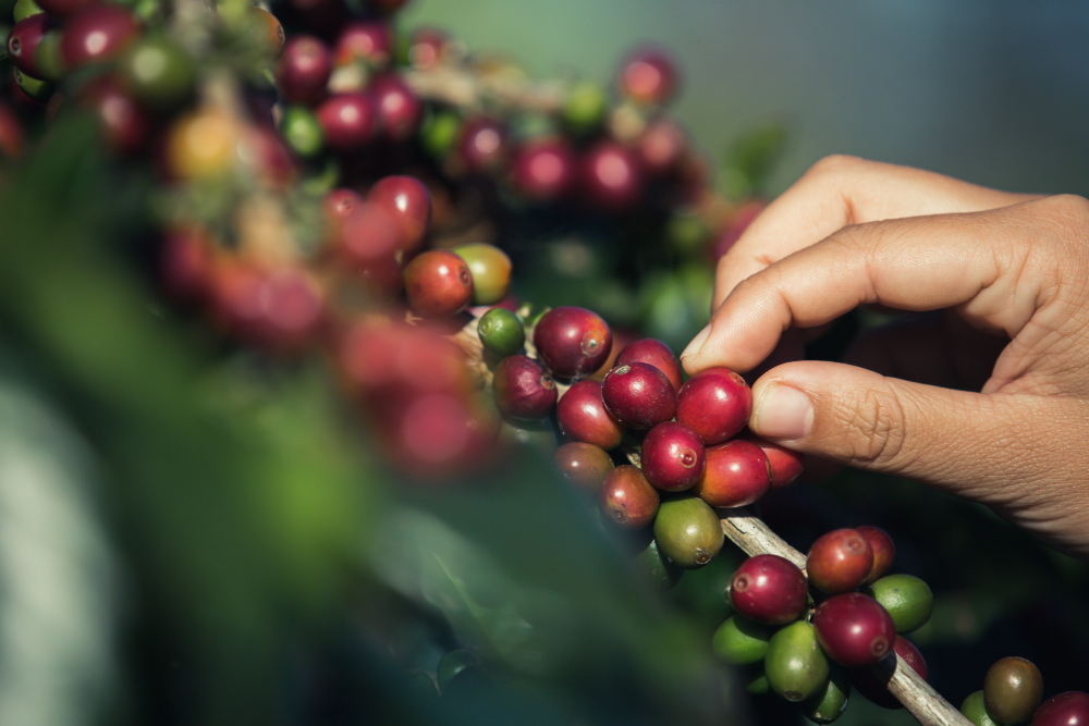 El café, impulsor del cambio del sur del Tolima En medio de ese ambiente turbio hubo una buena noticia que, para muchos, abrió un sendero de cambio: Edith Enciso, de la finca La Isla del corregimiento de Gaitania de Planadas, ganó la ‘Taza de la Excelencia’ y el reconocimiento de producir uno de los mejores cafés especiales de Colombia.