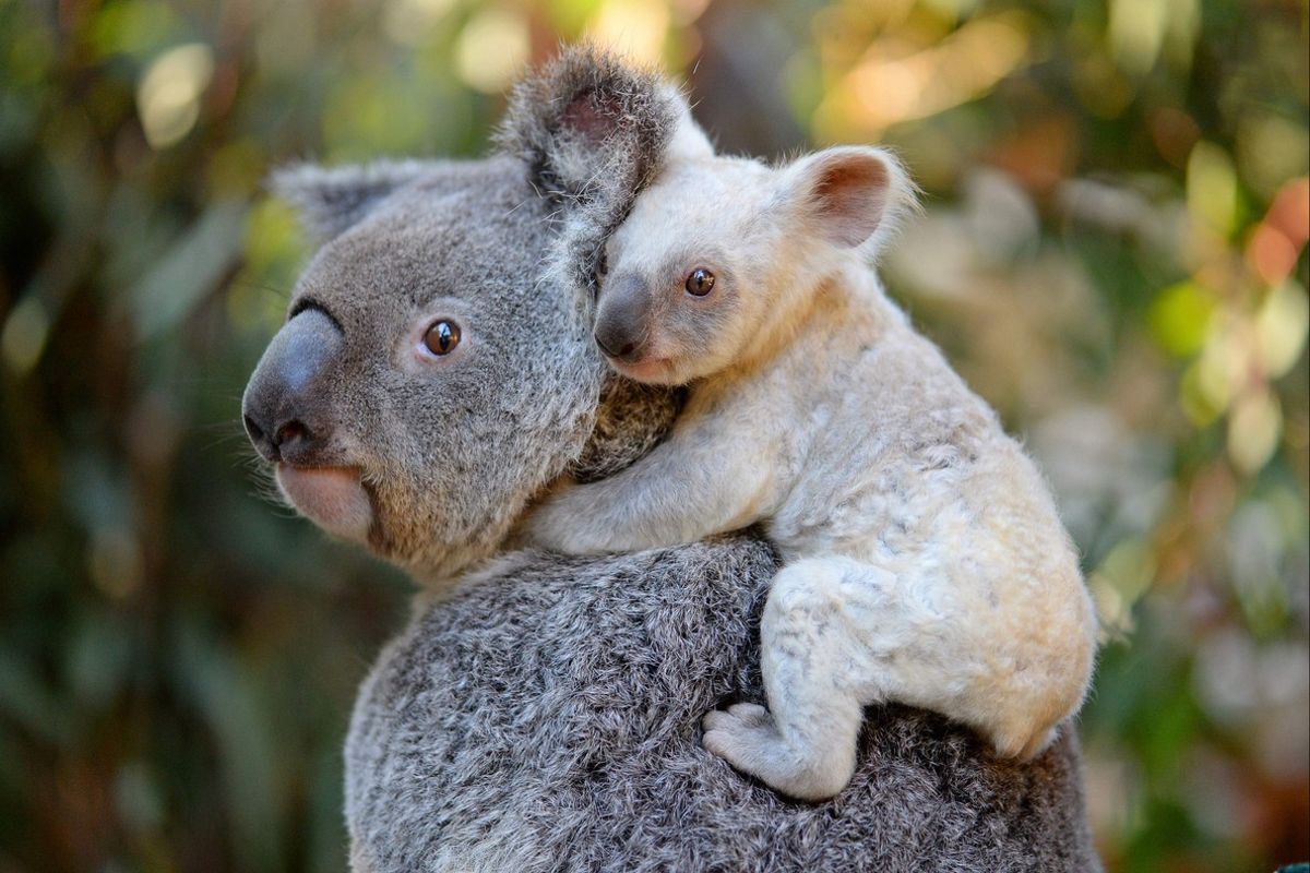 Australia declara a los Koalas como especie en vía de extinción Australia clasificó oficialmente a los koalas como una especie "en peligro" tras sufrir las consecuencias de los fuegos forestales, la deforestación, la sequía y las enfermedades.