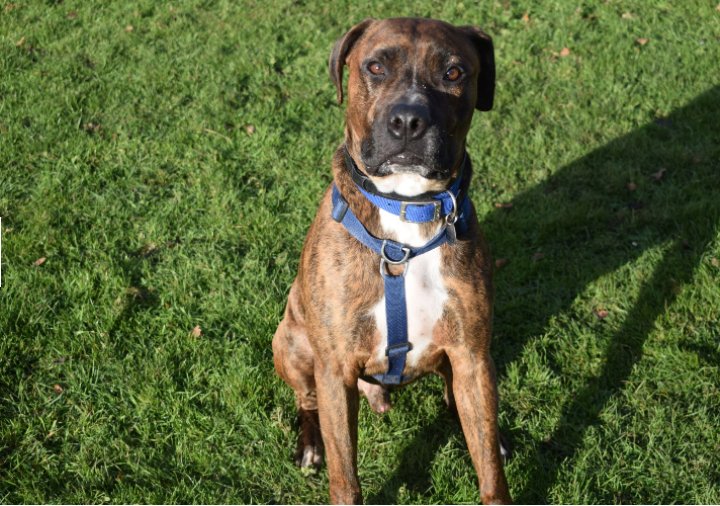 Le hacen fiesta a un perrito para adoptarlo y nadie asiste El refugio 'Battersea Gatos y Perros', con ánimo de buscarle un nuevo hogar a un perrito rescatado, le hicieron una fiesta sorpresa del día de San Valentín, para que de esta forma fuera adoptado, pero infortunadamente nadie asistió al evento.