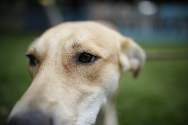 Gran jornada de adopción este fin de semana en Bogotá El Instituto Distrital de Protección y Bienestar Animal, junto con la Cruz Roja Colombiana y varias empresas privadas, llevarán a cabo este fin de semana 5 y 6 de marzo una jornada de adopción en dos puntos diferentes.