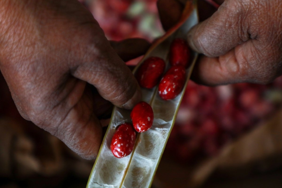 En el Jardín Botánico: vuelven los mercados campesinos a Bogotá 2 En el Jardín Botánico: vuelven los mercados campesinos a Bogotá Si lo que se quiere es comprar alimentos frescos, orgánicos, libres de químicos y ante todo con precios justos, una buena alternativa serán los mercados campesinos agroecológicos que estarán en el Jardín Botánico de Bogotá entre el 5 y 6 de febrero.