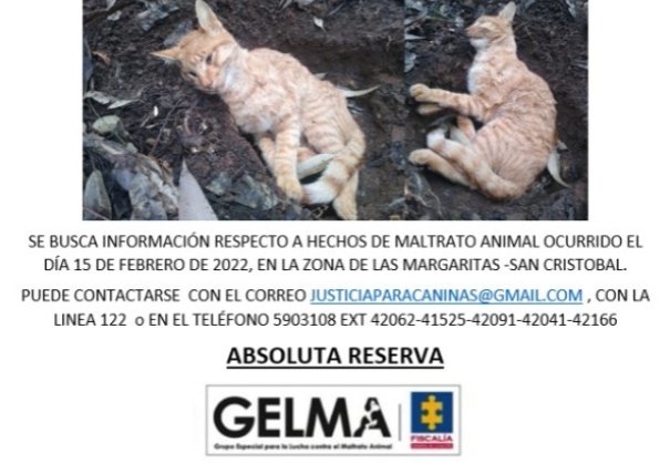 Indignante caso de abuso sexual a una gatica 1 Indignante caso de abuso sexual a una gatica Por medio de un video, se conoció el desgarrador caso de una gata que, al parecer, fue abusada sexualmente. Las imágenes fueron tomadas por una ciudadana que encontró a la felina en pésimas condiciones en una zona boscosa del corregimiento de San Cristóbal, en el occidente de Medellín.