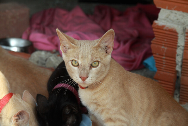 Gran jornada de adopción animal este fin de semana en Engativá 2 Gran jornada de adopción animal este fin de semana en Engativá Este 12 y 13 de febrero, cerca de 130 animalitos esperan conseguir un hogar en la jornada de adopción que se llevará acabo en la Unidad de Cuidad Animal de Bogotá, ubicada en el barrio El Muelle, de Engativá.