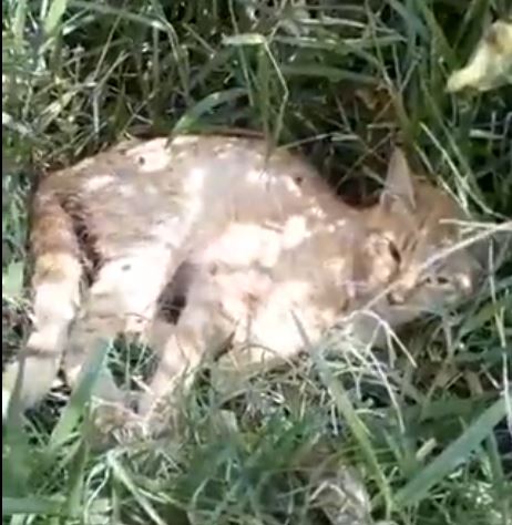 20 gatos devoraron el cuerpo de una mujer Los gatos son animales dulces, juguetones y tiernos, es por ello que nadie creería la insólita noticia que se registró recientemente en Rusia, donde 20 mininos, devoraron el cuerpo de una mujer.