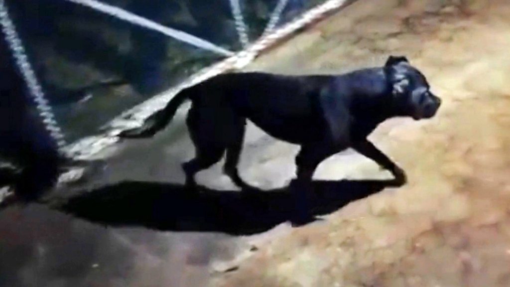 Jauría de perros atacan a conductor y lo dejan gravemente herido 1 Jauría de perros atacan a conductor y lo dejan gravemente herido Un conductor fue atacado por perros furiosos en una empresa que presta servicio de báscula en el municipio de Madrid, Cundinamarca. Cuando el hombre se bajó del vehículo que maneja, los caninos se le abalanzaron encima y le provocaron varias heridas en su cuerpo.