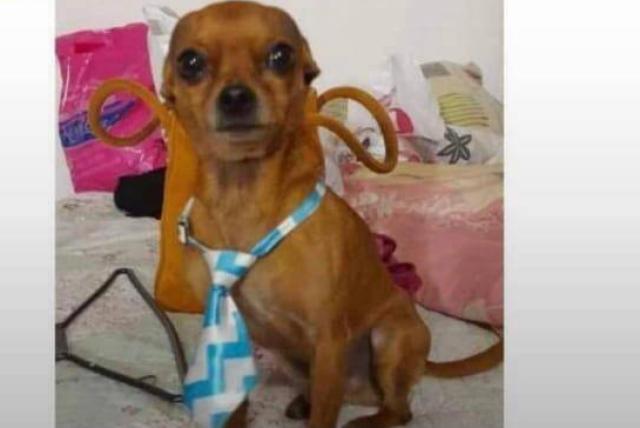 Recuperan a perrito raptado en el barrio Lucerna de Kennedy 10 Recuperan a perrito raptado en el barrio Lucerna de Kennedy En las últimas horas se conoció que un perrito que había sido raptado en el barrio Lucerna, de la localidad de Kennedy, fue recuperado por las autoridades.