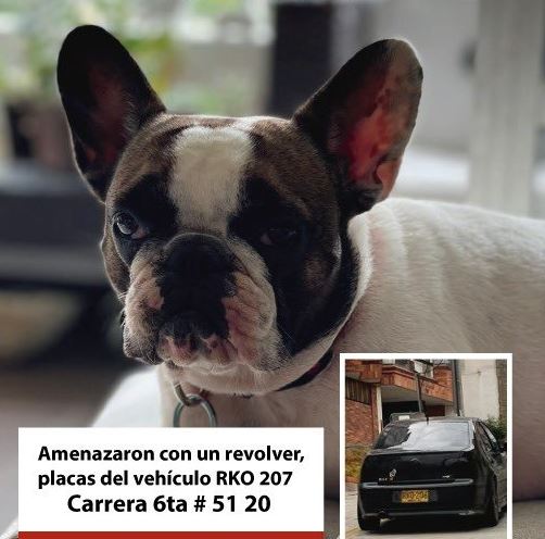 Desalmados se robaron a mano armada a perrita en Chapinero 1 Desalmados se robaron a mano armada a perrita en Chapinero Una perrita llamada Venus fue robada en la mañana de este martes por unos pillos en la localidad de Chapinero, donde a mano armada intimidaron a la hija de la propietaria del animal para llevarse a la mascota de raza Bulldog Francés en un vehículo color negro, con placa RKO206, que al parecer es falsa.