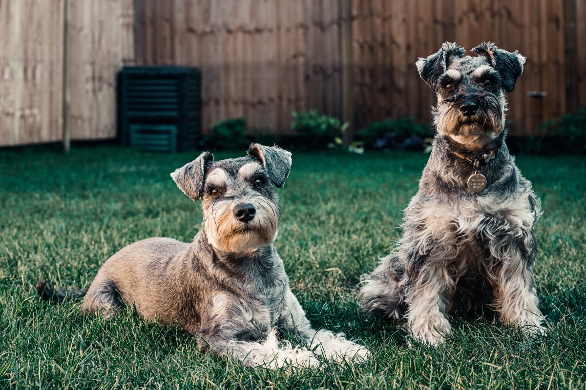 5 datos curiosos que no conoce de su perro Es por esto que hoy en mascotas, Q'hubo le trae 5 datos curioso que no sabía de su perros.