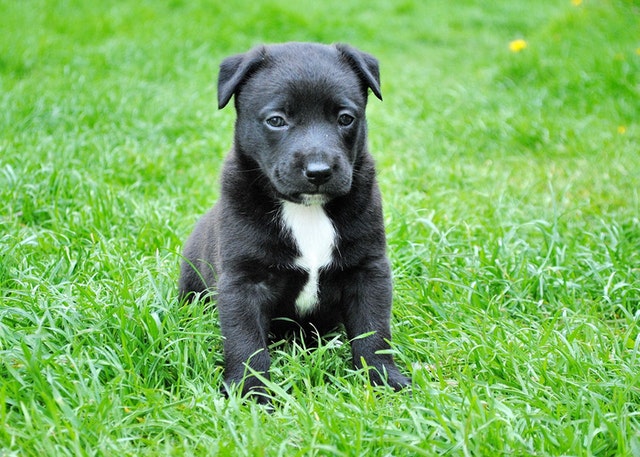 5 datos curiosos que no conoce de su perro Es por esto que hoy en mascotas, Q'hubo le trae 5 datos curioso que no sabía de su perros.