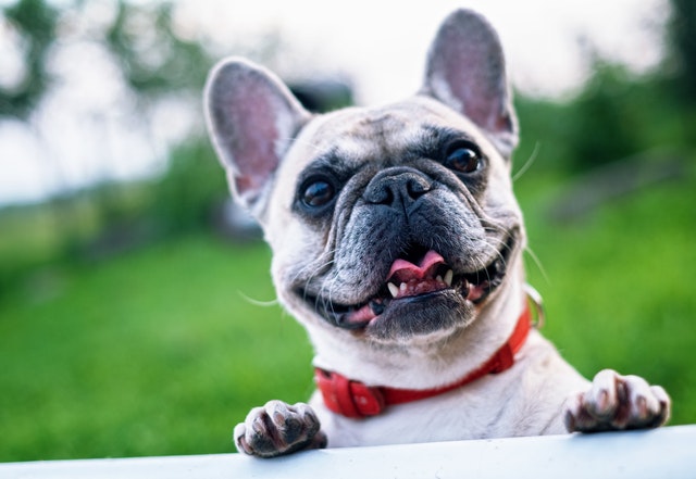 5 datos curiosos que no conoce de su perro Es por esto que hoy en mascotas, Q'hubo le trae 5 datos curioso que no sabía de su perros.