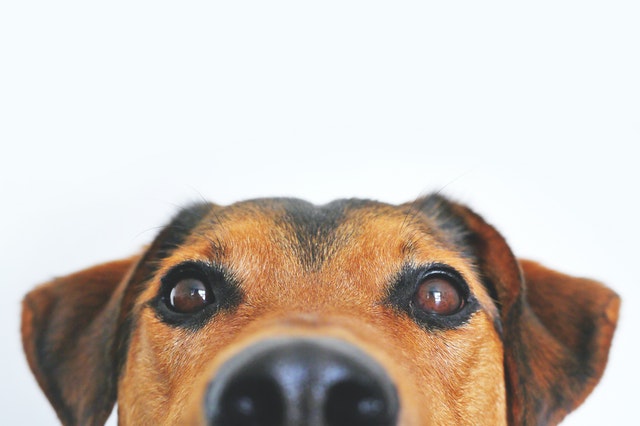 5 datos curiosos que no conoce de su perro Es por esto que hoy en mascotas, Q'hubo le trae 5 datos curioso que no sabía de su perros.