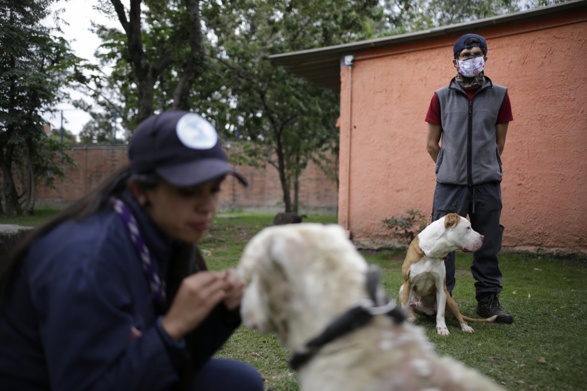 Esterilice a su mascota de manera gratuita en mayo 1 Esterilice a su mascota de manera gratuita en mayo El Instituto de Protección y Bienestar Animal (IDPYBA) habilitó nuevos turnos para que las personas de la capital, lleven a sus mascotas a esterilizar de manera gratuita. Los habitantes de los estratos 0,1,2 o 3 que tengan perros y gatos, podrán agendar la cita de la siguiente forma.