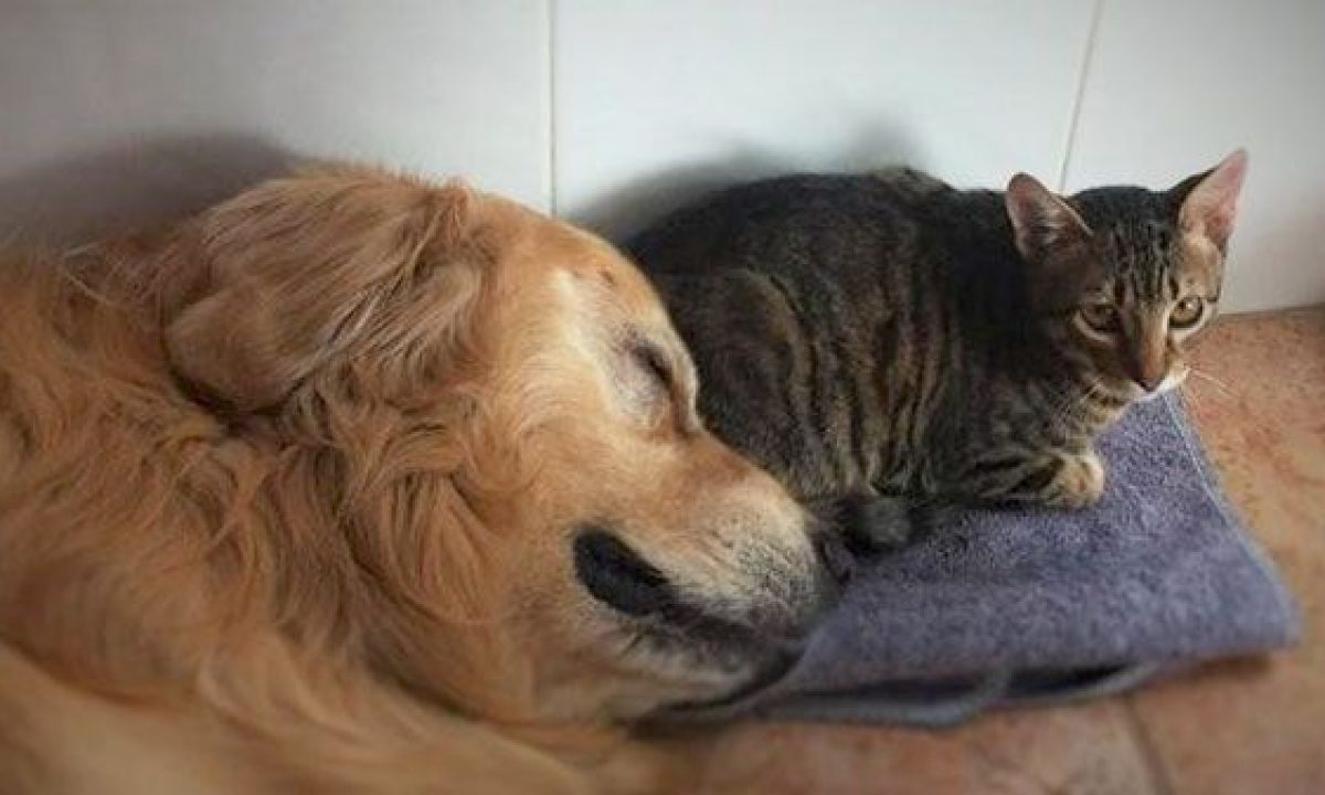 Lo que debe saber cuando lleva una nueva mascota a su casa Si está pensando en llevar un nuevo integrante a su familia y es un peludito, debe tener en cuenta algunas recomendaciones para que la mascota se adapte y se sienta seguro en este nuevo espacio donde va a vivir.