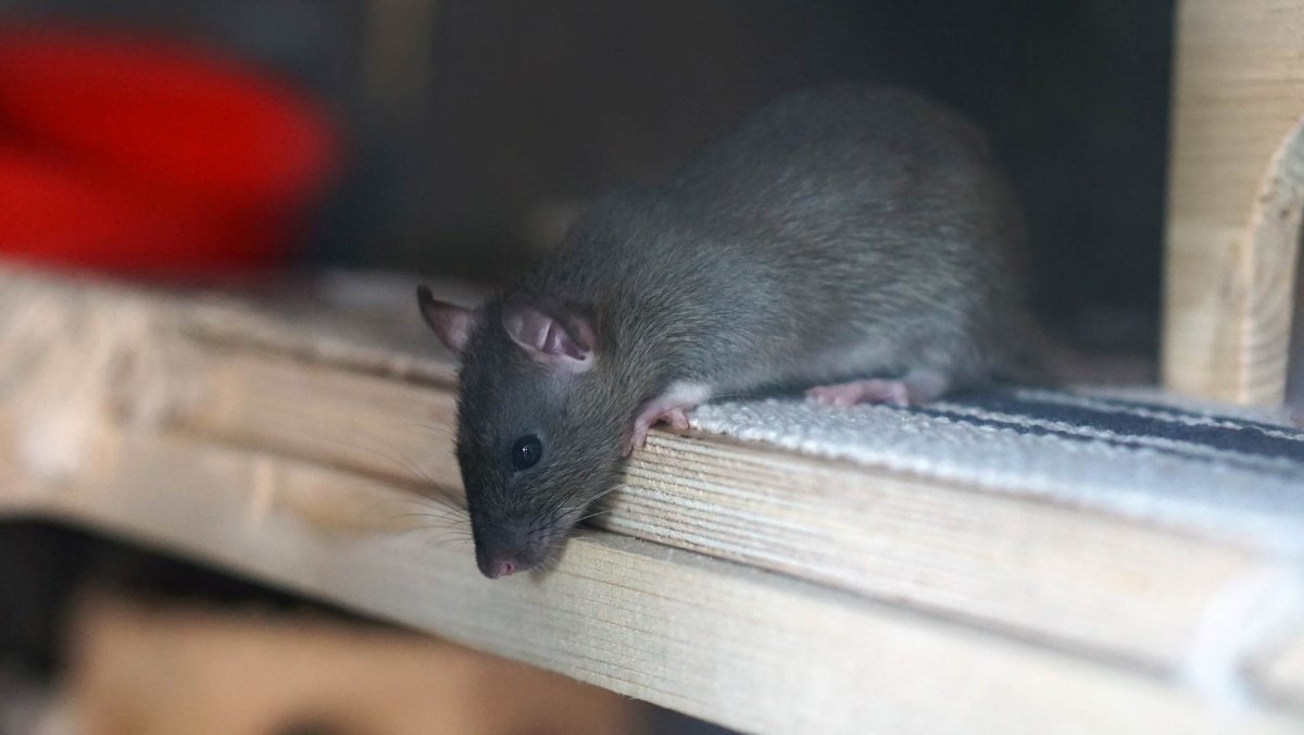 Más de mil ratas fueron encontradas en almacén de cadena 1 Más de mil ratas fueron encontradas en almacén de cadena Luego de una denuncia en la FDA (Administración de Alimentos y Medicamentos de los Estados Unidos), se realizó una inspección a un almacén de cadena Family Dollar, en Arkansas, EE. UU., donde encontraron más de 1.100 ratas.