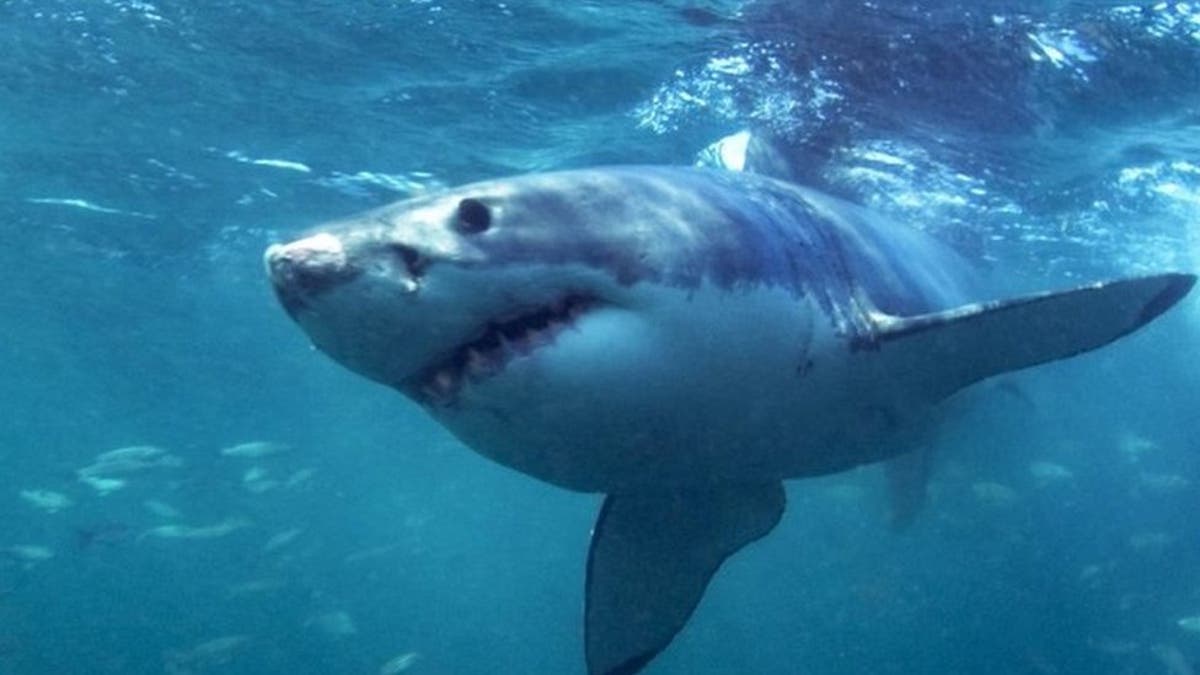 En video: bañista fue tragado por un tiburón 1 En video: bañista fue tragado por un tiburón La terrible muerte de un bañista que fue tragado por un tiburón quedó grabada en video por parte de una de las personas que se encontraba a la orilla del mar.