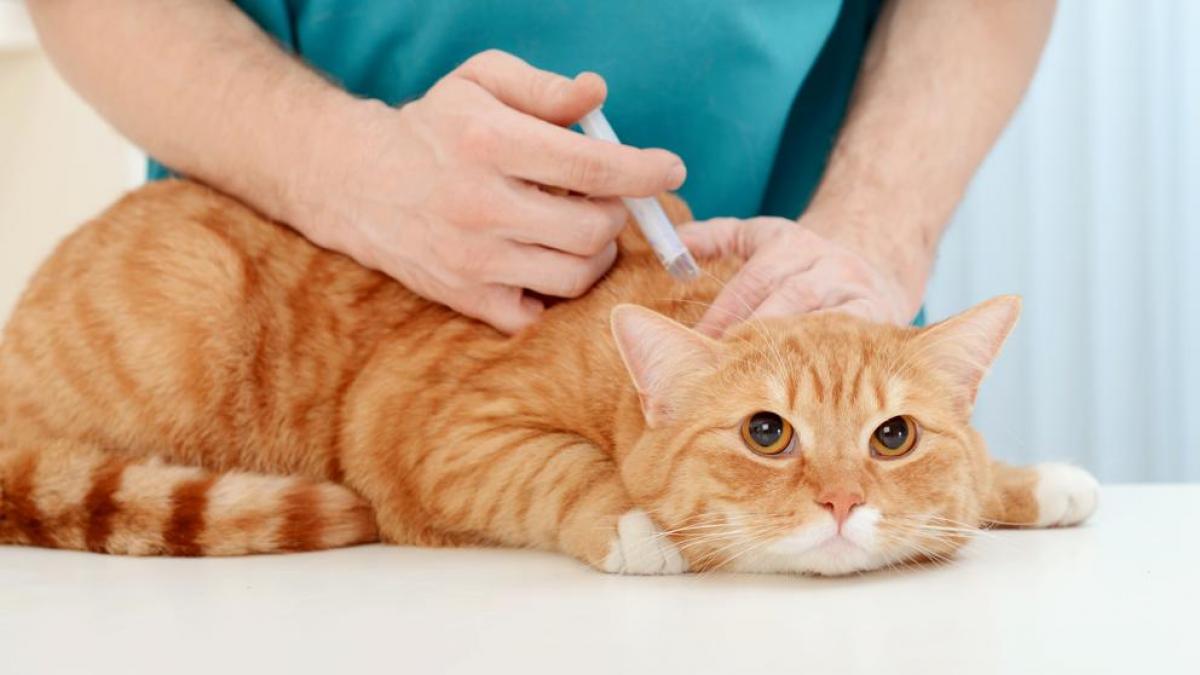 Vacune gratis hoy en Fontibón a su mascota contra la rabia 1 Vacune gratis hoy en Fontibón a su mascota contra la rabia La Secretaría de Salud estará realizando jornadas gratuitas de vacunación para evitar que las mascotas contraigan rabia y afecten la salud tanto de los peluditos como de los dueños.