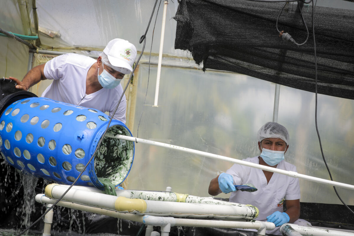 ¡Pilas! El SENA destinará $18.000 mil millones a los 90 proyectos más innovadores 1 ¡Pilas! El SENA destinará $18.000 mil millones a los 90 proyectos más innovadores El SENA en conjunto con Colombia Productiva, hicieron oficial el lanzamiento de la iniciativa SENAInnova, en la cual se van a destinar $18.000 millones de pesos para impulsar a 90 proyectos en el país que promuevan la innovación, el uso de tecnologías y la transferencia de conocimientos.