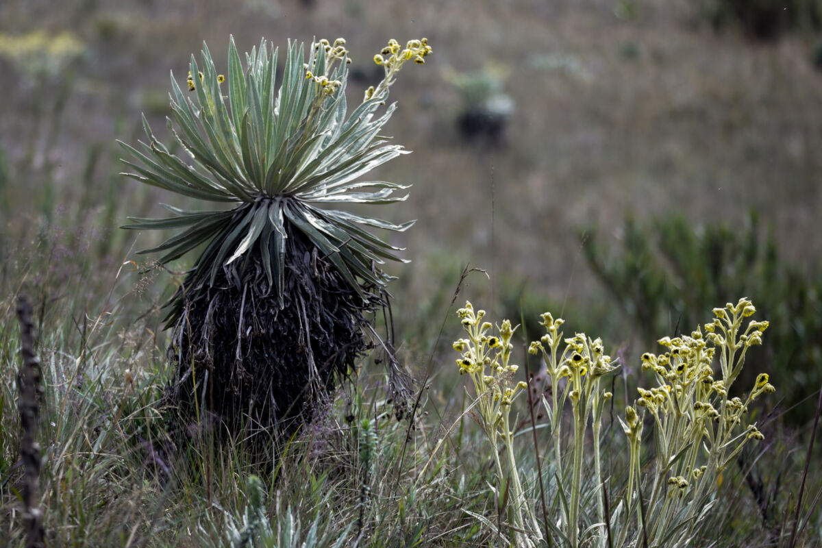 Colombia tiene 67.000 especies de fauna y flora registradas 1 Colombia tiene 67.000 especies de fauna y flora registradas A pesar de las amenazas ambientales que enfrenta Colombia por la deforestación y los efectos del cambio climático, entre otras, el país cuenta con 67.000 especies de fauna y flora registradas, según el Sistema de Información sobre Biodiversidad (SiB), informó el MinAmbiente.