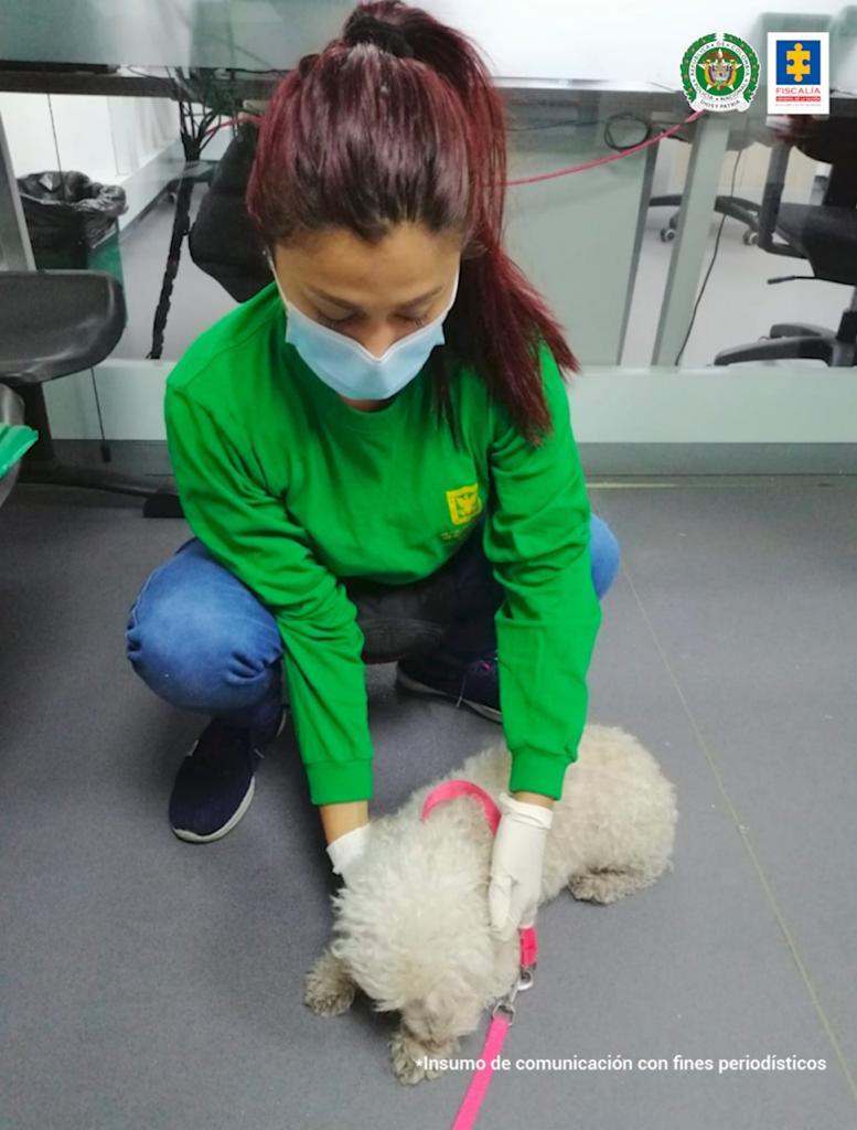 Imputan cargos al agresor de Nina, perrita atacada en Engativá El pasado 30 de enero, en la localidad de Engativá, un hombre en medio de un acto de salvajismo atacó a su pequeña perrita French Poodle llamada Nina. El hombre, identificado como David Navarro Hilarión, después de casi dos meses del triste hecho, fue imputado por el delito de maltrato animal.