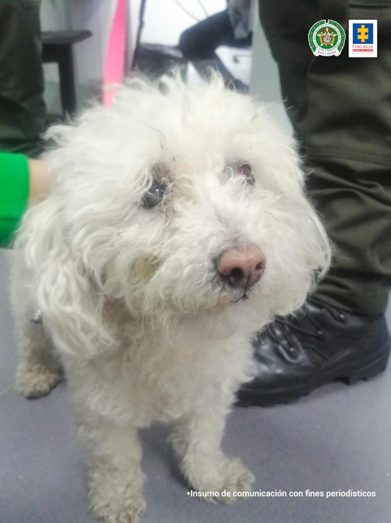 Imputan cargos al agresor de Nina, perrita atacada en Engativá El pasado 30 de enero, en la localidad de Engativá, un hombre en medio de un acto de salvajismo atacó a su pequeña perrita French Poodle llamada Nina. El hombre, identificado como David Navarro Hilarión, después de casi dos meses del triste hecho, fue imputado por el delito de maltrato animal.