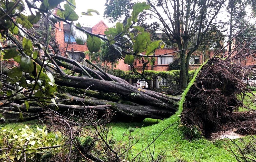 Alerta por incremento de la caída de árboles por lluvias en Bogotá 1 Alerta por incremento de la caída de árboles por lluvias en Bogotá La primera temporada de lluvias, que empezó este mes de marzo en todo el país, ya ha ocasionado en Bogotá 395 eventos como inundaciones y movimientos en masa.