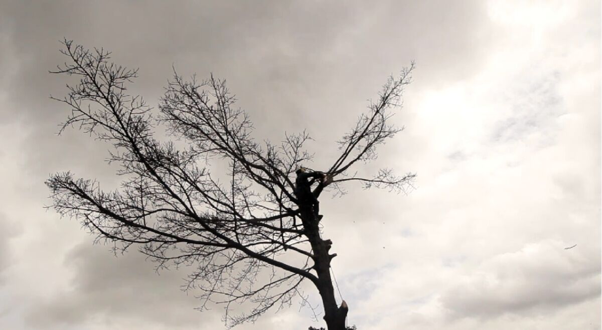 Alerta por incremento de la caída de árboles por lluvias en Bogotá 2 Alerta por incremento de la caída de árboles por lluvias en Bogotá La primera temporada de lluvias, que empezó este mes de marzo en todo el país, ya ha ocasionado en Bogotá 395 eventos como inundaciones y movimientos en masa.