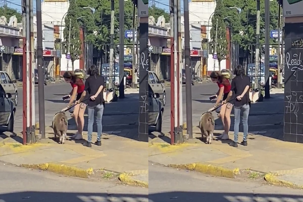 EN VIDEO: Joven sacó a pasear a su marrano como si fuera un perro Un hecho insólito quedó registrado en video por una ciudadana, que asombrada vio que una joven salió a la calle junto con un marrano de gran tamaño a pasearlo con arnés y correa, como si se tratara de un perro. El hecho se registró en Argentina.