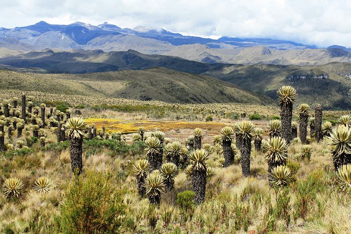 Gobierno nacional destacó la siembra de 31 mil frailejones 9 Gobierno nacional destacó la siembra de 31 mil frailejones El Ministerio de Ambiente informó que en los páramos del país se han sembrado 31.000 frailejones, especie que es considerada clave para el sostenimiento de este tipo de ecosistema de alta montaña.