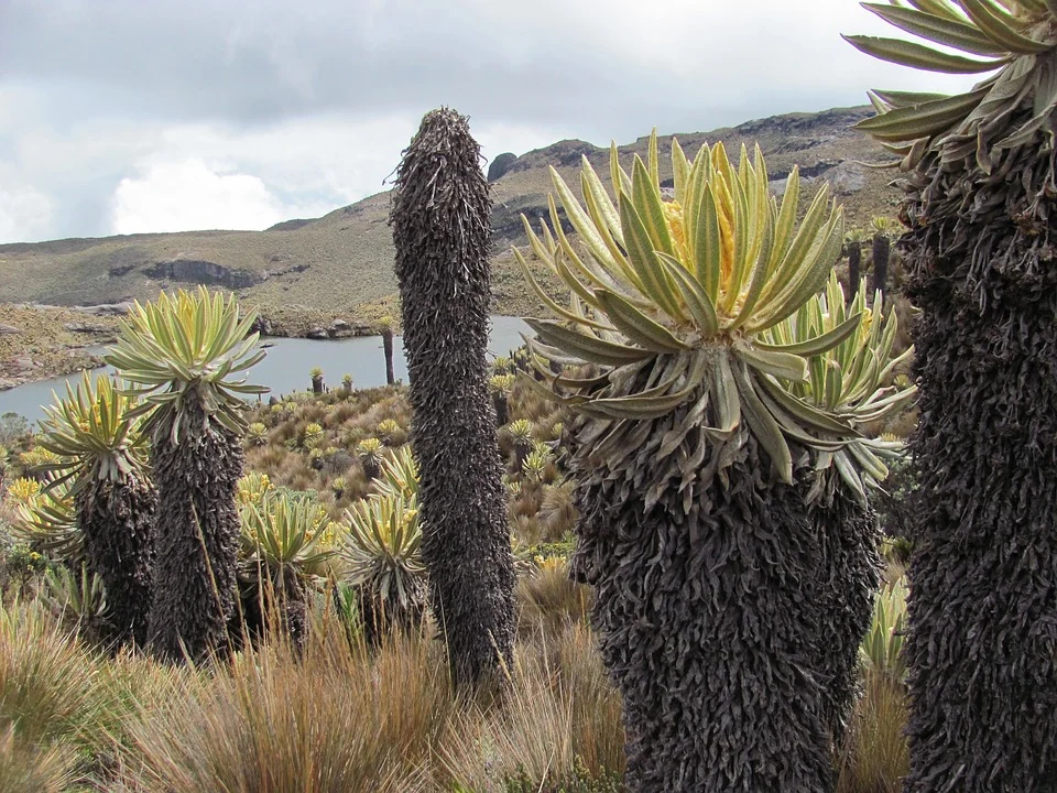 Frailejones se verían afectados por el cambio climático según estudio Investigadores de Colombia y del Reino Unido recorrieron Boyacá, Cundinamarca y Santander entre 2018 y 2022 para explorar los páramos de Colombia. Los hallazgos presentados este martes confirman que especies como las suculentas, los cardos y los frailejones, que son captadoras de agua y por tanto contribuyen con el aprovisionamiento y regulación de la misma, podrían verse afectadas negativamente por el cambio climático.
