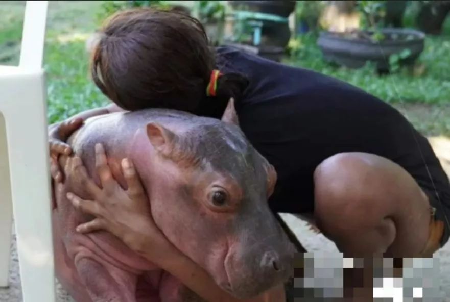 EN VIDEO: Familia adoptó a bebé hipopótamo como su mascota 9 EN VIDEO: Familia adoptó a bebé hipopótamo como su mascota Tras conocerse el video de una familia antioqueña que al parecer está criando hipopótamos como si de un perro se tratase, crece la preocupación de las autoridades por esta especie animal que es considerada potencialmente peligrosa para el ser humano.