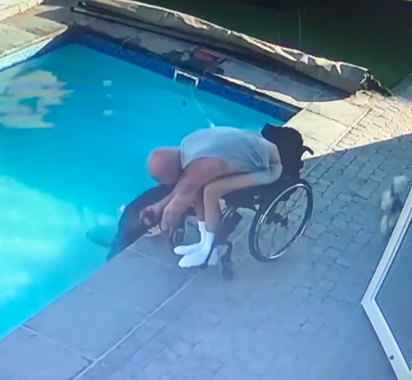 EL VIDEO: Hombre en silla de ruedas salvó a su perro de morir ahogado en la piscina 1 EL VIDEO: Hombre en silla de ruedas salvó a su perro de morir ahogado en la piscina En las redes sociales se ha hecho viral el video de un hombre que, a pesar de estar en silla de ruedas, hace todo lo posible por ayudar a su perro que cayó a la piscina. Su maravilloso gesto se ha llevado los elogios y los aplausos de los internautas.