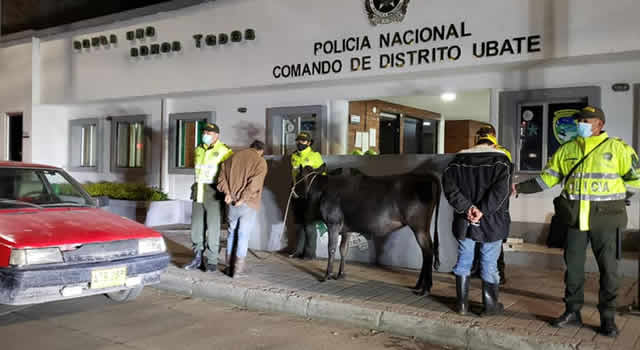 ¡Insólito! Se robaron un vaca y la metieron en un Renault 9 2 ¡Insólito! Se robaron un vaca y la metieron en un Renault 9 Unos ladrones decidieron hurtar una vaca avaluada en 3 millones de pesos, en el municipio de Lenguazaque, y se la llevaron dentro de un Renault 9.