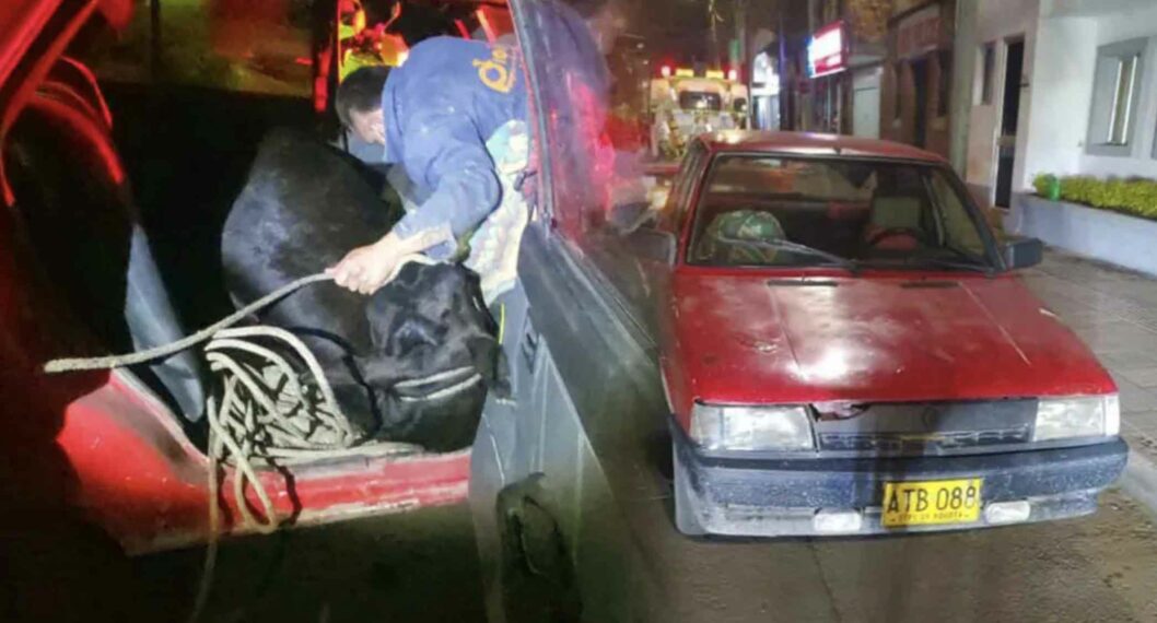 ¡Insólito! Se robaron un vaca y la metieron en un Renault 9 Unos ladrones decidieron hurtar una vaca avaluada en 3 millones de pesos, en el municipio de Lenguazaque, y se la llevaron dentro de un Renault 9.