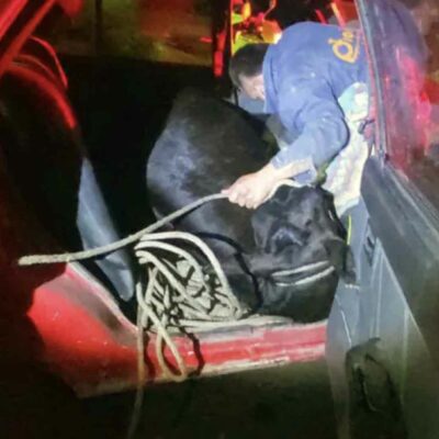 ¡Insólito! Se robaron un vaca y la metieron en un Renault 9 1 ¡Insólito! Se robaron un vaca y la metieron en un Renault 9 Unos ladrones decidieron hurtar una vaca avaluada en 3 millones de pesos, en el municipio de Lenguazaque, y se la llevaron dentro de un Renault 9.