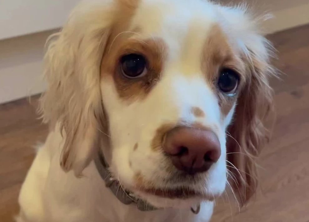 En video: Perrita se roba la atención en las redes por entender órdenes en diferentes idiomas Los animales son asombrosos y cada día nos demuestran lo inteligentes que son, pero que mejor lugar en estos tiempos, que las redes sociales para mostrar sus habilidades. Este es el caso de una perrita de raza Cocker Spaniel que ha dejado a más de un internauta sorprendido.